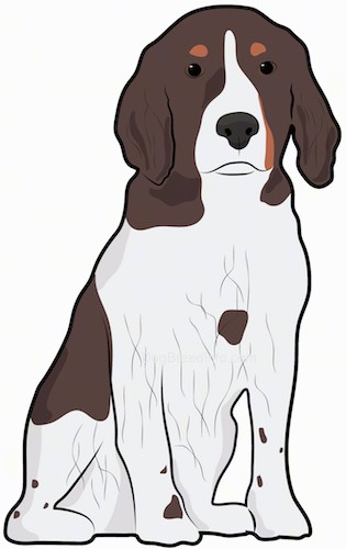 Front view drawing of a brown, tan and white spaniel looking dog with a thick coat and long soft ears that hang down to the sides sitting down.